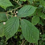 Rubus pruinosus পাতা