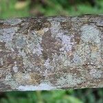 Schinus terebinthifolius Kůra
