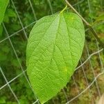Celtis tenuifolia Blatt