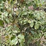 Catha edulis Φύλλο
