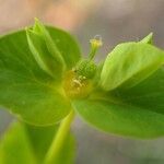 Euphorbia platyphyllos Frutto