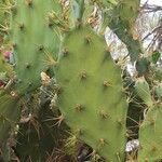 Opuntia polyacantha 葉