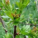 Crataegus azarolus Лист