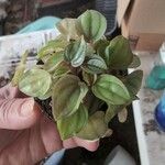 Peperomia albovittata Ліст