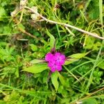 Dianthus barbatusBlüte