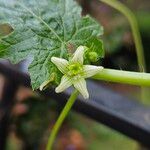 Bryonia alba Flower