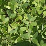 Oxalis pes-caprae Leaf