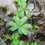 Potentilla anglica Folla