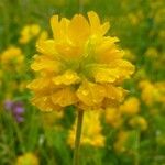 Trifolium velenovskyi Flor