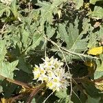 Solanum chrysotrichum 花