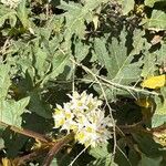 Solanum chrysotrichum फूल