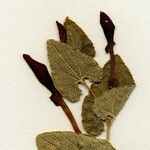 Aristolochia pistolochia Blomst