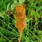 Narthecium ossifragum Fruit