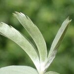 Alchemilla alpigena Blatt