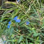 Commelina erecta Blüte