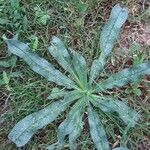 Echium asperrimum Leaf