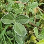 Rhynchosia minima Leaf