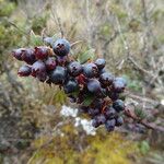 Vaccinium floribundum Frucht