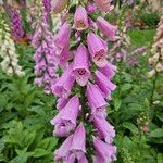 Digitalis purpureaÇiçek