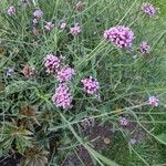 Verbena bonariensisCvet