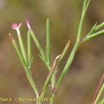 Dianthus nudiflorus മറ്റ്