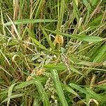 Setaria pumila Habit