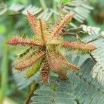 Mimosa polycarpa Frukt