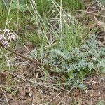 Lomatium canbyi Flor