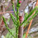 Tamarix parviflora Blatt