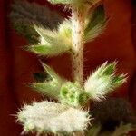 Forsskaolea tenacissima Květ
