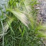 Hordeum jubatum Leaf