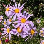 Senecio glastifolius Flower