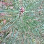 Pinus sylvestrisHoja