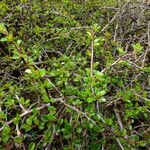 Cotoneaster adpressus برگ