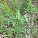 Vicia parviflora Leaf