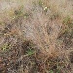 Sporobolus festivus Leaf