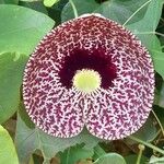 Aristolochia elegans Квітка