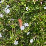 Serissa japonica Kwiat