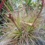 Tillandsia festucoides List