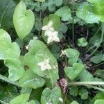 Epimedium × versicolor Cvet