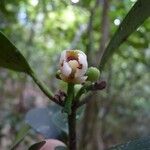 Garcinia densiflora