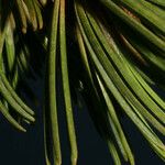 Pinus albicaulis Leaf