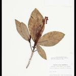 Acmanthera parviflora Diğer