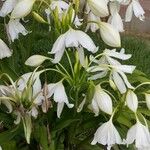 Crinum mooreiFlor