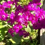 Pericallis cruenta Virág