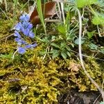 Polygala amarella Hábito