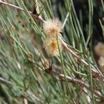 Calligonum polygonoides Fruit