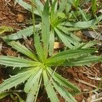 Plantago serraria Foglia