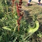 Rumex aquaticus Leaf