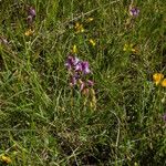 Polygala monspeliaca 形态